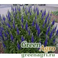 Семена Вероника колосистая Голубая  (упак-50 гр.)