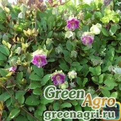 Семена Кобея лазающая Фиолетовая  (упак-50 гр.)