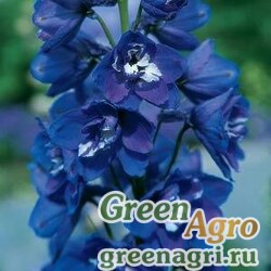 Семена Дельфиниум высокий (Delphinium elatum) "Guardian F1" (blue) raw 1000 шт.
