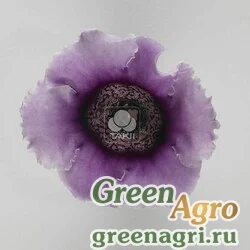Семена Глоксиния гибридная (Sinningia hybrida) "Empress F1" (lavender bicolour) raw 1000 шт.