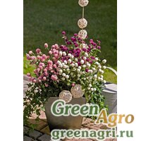 Семена Гомфрена шаровидная (Gomphrena globosa) "Las Vegas" (mix) raw 1000 шт. Семена Гомфрена шаровидная (Gomphrena globosa) "Las Vegas" (mix) raw 1000 шт.