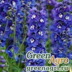 Дельфиниум высокий Delphinium elatum DASANTE F1 BLUE Raw 100