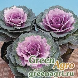 Семена Декоративная капуста Brassica oleracea Parasol F1 Pink Raw 1000