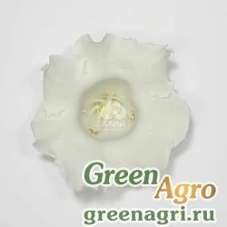 Семена Глоксиния гибридная (Sinningia hybrida) "Empress F1" (white) raw 1000 шт.