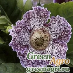 Семена Глоксиния гибридная (Sinningia hybrida) "Empress F1" (purple spotted) raw 1000 шт.
