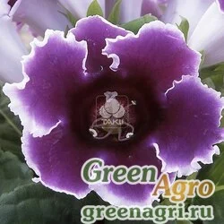 Глоксиния гибридная (Sinningia hybrida) "Empress F1" (blue) raw 1000 шт.