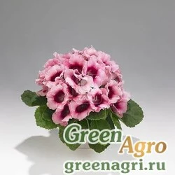 Семена Глоксиния гибридная (Sinningia hybrida) "Empress F1" (pink bicolour) raw 1000 шт.