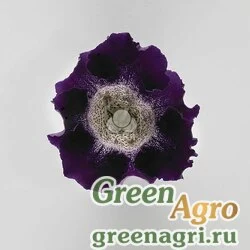 Семена Глоксиния гибридная (Sinningia hybrida) "Empress F1" (purple spotted throat) raw 1000 шт.