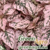 Семена Гипоэстес листоколосниковый (Hypoestes phyllostachya) "Splash Select" (pink) raw 1000 шт.