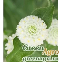 Семена Гомфрена шаровидная (Gomphrena globosa) "Las Vegas" (white) raw 1000 шт.