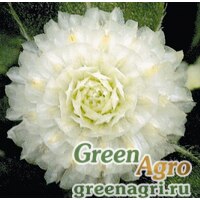 Семена Гомфрена шаровидная (Gomphrena globosa) "Buddy" (white) raw 1000 шт. Семена Гомфрена шаровидная (Gomphrena globosa) "Buddy" (white) raw 1000 шт.