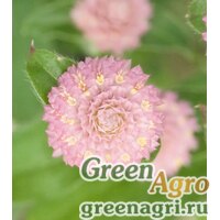 Семена Гомфрена шаровидная (Gomphrena globosa) "Las Vegas" (pink) raw 1000 шт. Семена Гомфрена шаровидная (Gomphrena globosa) "Las Vegas" (pink) raw 1000 шт.