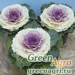 Семена Декоративная капуста Brassica oleracea Party F1 Snow Raw 1000