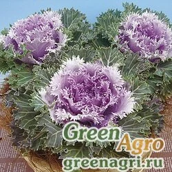 Семена Декоративная капуста Brassica oleracea Blizzard F1 Pink Raw 1000