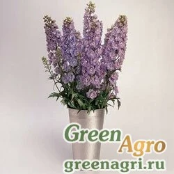 Дельфиниум высокий Delphinium elatum GUARDIAN F1 LAVENDER Raw 1000