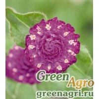 Семена Гомфрена шаровидная (Gomphrena globosa) "Las Vegas" (purple) raw 1000 шт. Семена Гомфрена шаровидная (Gomphrena globosa) "Las Vegas" (purple) raw 1000 шт.