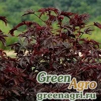 Семена Гибискус кислый (Hibiscus acetosella) "Mahogany Splendor" (mahogany) raw 100 шт.
