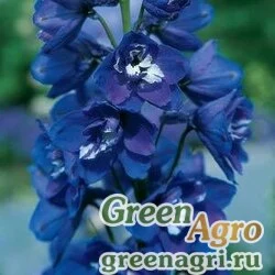 Дельфиниум высокий Delphinium elatum GUARDIAN F1 BLUE Raw 100