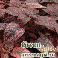 Семена Гипоэстес листоколосниковый (Hypoestes phyllostachya) "Splash Select" (red) raw 1000 шт.