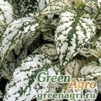 Семена Гипоэстес листоколосниковый (Hypoestes phyllostachya) "Splash Select" (white) raw 1000 шт.