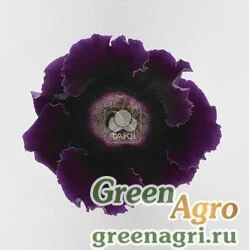 Семена Глоксиния гибридная (Sinningia hybrida) "Empress F1" (purple) raw 1000 шт.