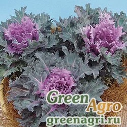 Семена Декоративная капуста Brassica oleracea Thunderbolt F1 Red Raw 1000