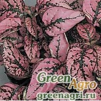 Семена Гипоэстес листоколосниковый (Hypoestes phyllostachya) "Splash Select" (rose) raw 1000 шт.