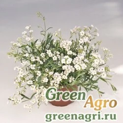 Гипсофила ползучая (Gypsophila repens) "Filou" (white) raw 1000 шт.