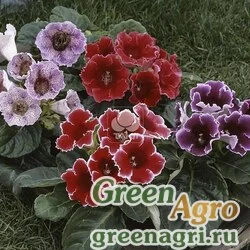 Семена Глоксиния гибридная (Sinningia hybrida) "Empress F1" (formula mixture) pelleted 1000 шт.