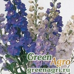Семена Дельфиниум высокий (Delphinium elatum) "Guardian F1" (mix) raw 100 шт.
