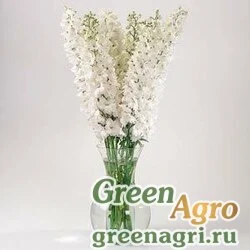 Дельфиниум высокий Delphinium elatum GUARDIAN F1 WHITE Raw 100
