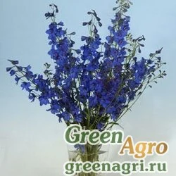 Семена Дельфиниум высокий (Delphinium elatum) "Blue Donna" (blue) Raw 1000 шт.