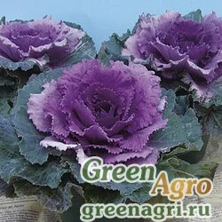 Семена Декоративная капуста Brassica oleracea Party F1 Red Raw 1000