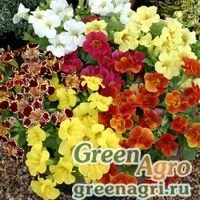 Семена Губастик гибридный (Mimulus x hybrida) "Maximus F1" (formula mix) raw 1000 шт.