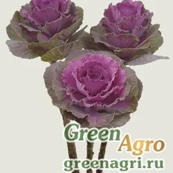 Семена Декоративная капуста Brassica oleracea Dream F1 Red Raw 1000