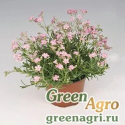 Гипсофила ползучая (Gypsophila repens) "Filou" (rose) raw 1000 шт.