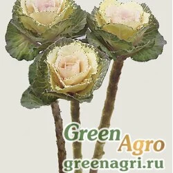 Семена Декоративная капуста Brassica oleracea Dream F1 White Raw 1000