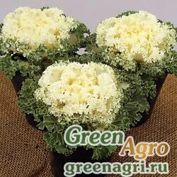 Семена Декоративная капуста Brassica oleracea Bloom F1 White Raw 1000