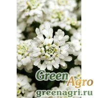 Семена Иберис вечнозеленый (Iberis sempervirens) "Whiteout" (white) raw 1000 шт.