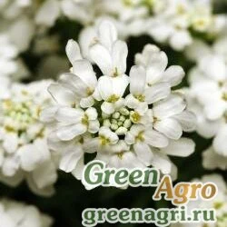 Семена Иберис вечнозеленый (Iberis sempervirens) "Whiteout" (white) raw 1000 шт.
