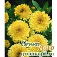 Семена Календула лекарственная (Calendula officinalis) "Bon Bon" (light yellow) Raw 1000 шт.