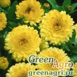 Семена Календула лекарственная (Calendula officinalis) "Bon Bon" (light yellow) Raw 1000 шт.