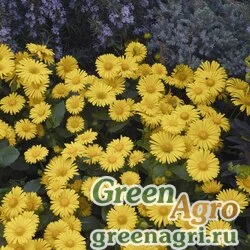 Семена Дороникум восточный (Doronicum orientale) "Leonardo Compact" (yellow) Raw 1000 шт.
