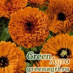 Семена Календула лекарственная (Calendula officinalis) "Touch of Red" (orange) Raw 1000 шт.