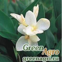 Канна садовая Canna generalis Tropical White Raw 1000