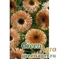 Семена Календула лекарственная (Calendula officinalis) "Touch of Red" (buff) raw 1000 шт.