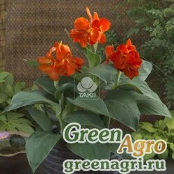 Канна садовая Canna generalis South Pacific F1 Scarlet Raw 1000
