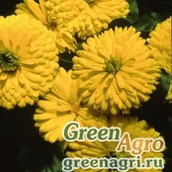 Семена Календула лекарственная (Calendula officinalis) "Bon Bon" (yellow) raw 1000 шт.