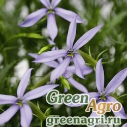 Изотома Лаурентия пазушная Laurentia axillaris Starshine F1 blue Multi-pelleted 1000