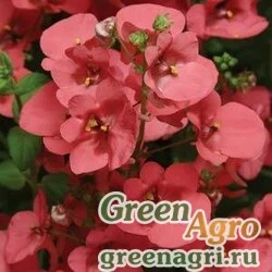 Диасция бородчатая Diascia barberae DIAMONTE CORAL ROSE Raw 1000